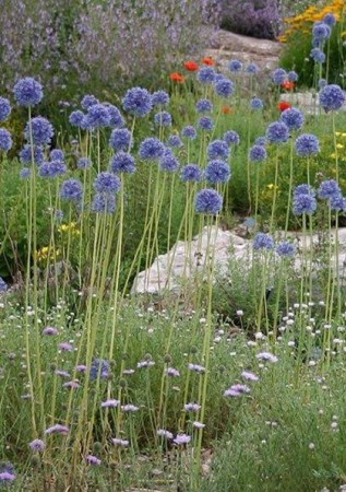 ALIUM caeruleum 